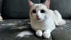 Bez vysavače a lepivého válečku: chytrý trik, jak udržet nábytek bez kočičích chlupů