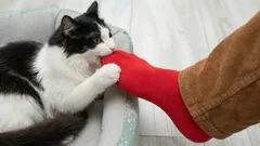 Proč kočky tak rády koušou své majitele do nohou?