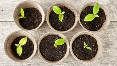 Jak urychlit klíčení semen: 4 metody pro neuvěřitelnou úrodu