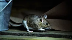 Škvíra široká jen 6 mm stačí na to, aby se myš dostala do vašeho domu – zkontrolujte tato místa ve svém domě.