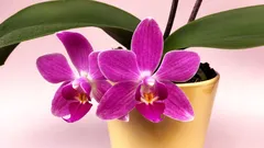 Orchidej nekvete? Jedna levná ingredience může pomoci – ale jen určitým způsobem