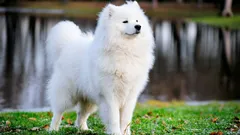 Osm nejvzácnějších a nejdražších plemen psů na světě: charakteristika a zajímavá fakta