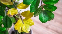 Listy zamiokulkasu žloutnou: 8 příčin a co můžete udělat, abyste rostlinu zachránili