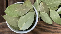 Proč lidé dávají bobkový list do květináče s pokojovou rostlinou?