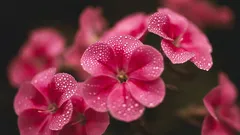 Co zasadit v březnu: 6 trvalek, které se rychle ujmou a udělají parádu v záhonu