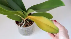 Proč orchideje žloutnou: příznaky a účinné způsoby řešení problému