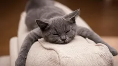 Rozlučte se se zvířecími chlupy: trend ze sociálních sítí, díky kterému bude váš domov čistší