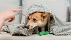 Proč je nadávání psovi zbytečné: tuhle chybu dělá každý druhý páníček