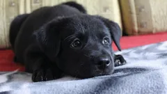 Na co myslí a co cítí pes, když ho necháte doma samotného