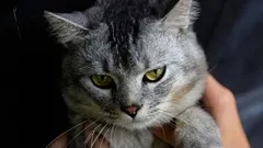 Proč domácí kočka nemá ráda přítomnost jiných koček: odborníci uvedli 6 možných důvodů