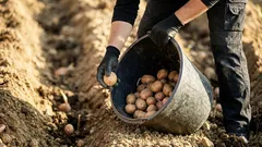 Co přidat do jamky k bramborám, aby lépe rostly: 5 přísad a jejich dávkování