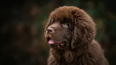 Tichá psí plemena: 4 psi, kteří štěkotem opravdu neplýtvají