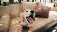 Proč pes štěká bezdůvodně? 7 běžných vysvětlení a co můžete udělat.