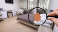 jak se chránit před výskytem štěnic pomocí účinných domácích prostředků 