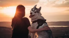 Nejvěrnější přítel člověka: Může pes zapomenout na svého majitele?