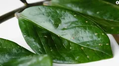 Štítenka na pokojovkách: jak ji poznat a rychle zastavit šíření