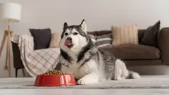 Proč pes při jídle vrčí? Příčiny, příznaky a co dělat v takové situaci