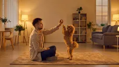 Proč si váš pes přestal hrát: 4 časté důvody a co můžete jako majitel udělat