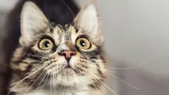 Jaké signály dávají kočky předtím, než se u vás doma stane neštěstí – buďte pozorní