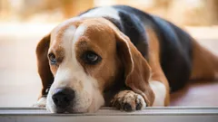 Co cítí váš pes, když na něj křičíte – podle odborníků