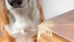 Proč pes kouše nábytek: 8 častých příčin a účinných řešení