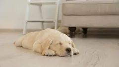 Proč se psi před spaním točí dokola: odpověď může mnohé překvapit