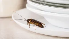 Takto se chová 99 % lidí: právě proto se švábi objevují i v čistých bytech.