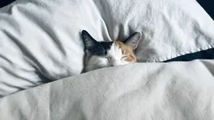 Zapomeňte na nespavost: 8 praktických způsobů, které vám pomohou rychleji usnout v noci