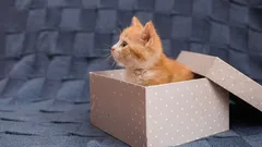 Nikdy neuhodnete, proč kočky tak milují kartonové krabice
