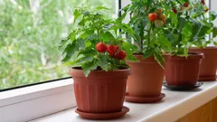 Pět nenáročných rostlin pro pěstování na malém balkoně nebo parapetu