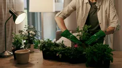 Přesazování pokojových rostlin: 5 znaků, že vaše rostlina potřebuje větší květináč