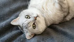 Do jakého věku rostou kočky?